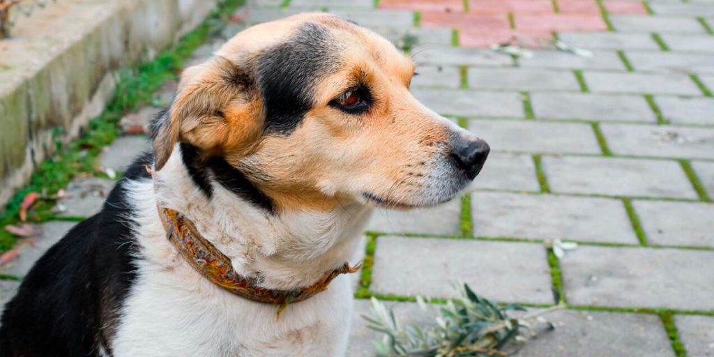 Cani Senza Casa a Lipetsk: Una Preoccupazione Crescente per la Comunità Russa