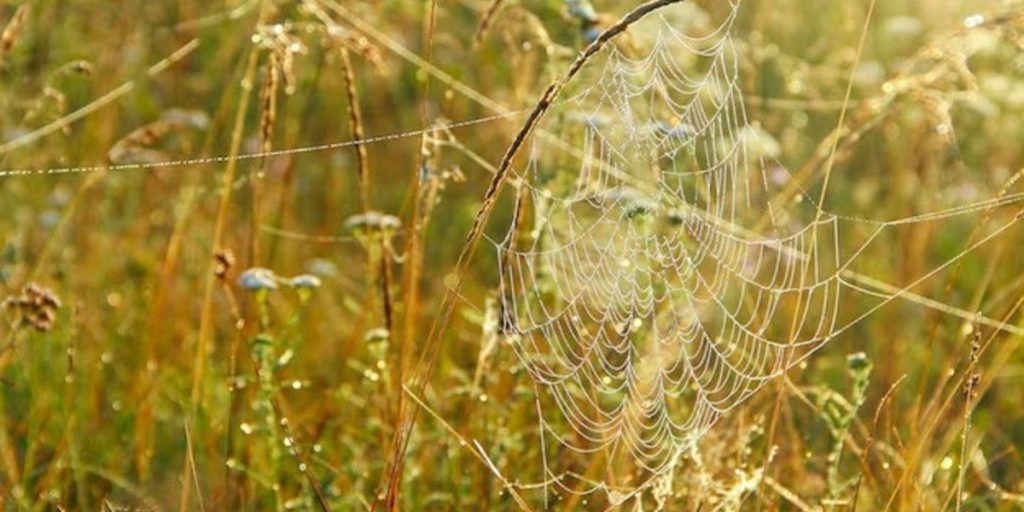 Завтра паутина расскажет о погоде в Калмыкии осенью