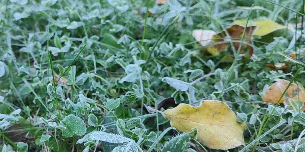 Ночью в Воронежской области пообещали заморозки