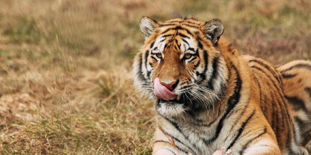 Фермеры заперли лесников в клетке для тигра из-за бездействия по поимке хищника