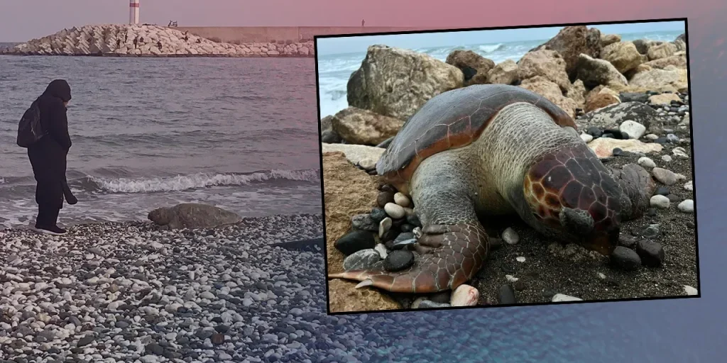 Sette tartarughe marine morte a Mersin in 15 giorni: cause e impatto