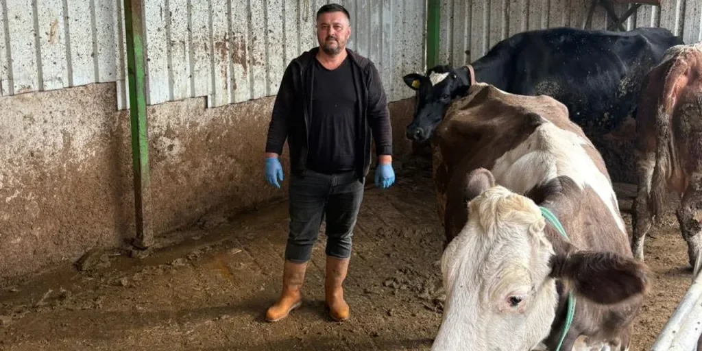 Allevatore di Bursa perde 1,5 milioni di lira a causa della malattia Şap e deve sacrificare un altro bestiale