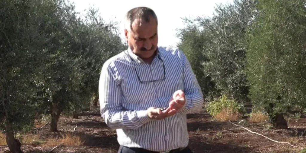 Gelo distrugge raccolto di olive a Idil, provincia di Şırnak
