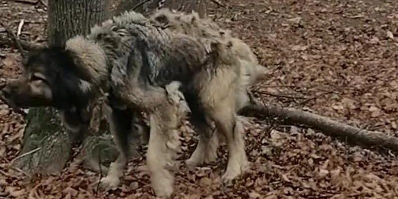 Tre cani salvati da Lav e Carabinieri dopo essere stati trovati legati e abbandonati nei boschi di Pramollo