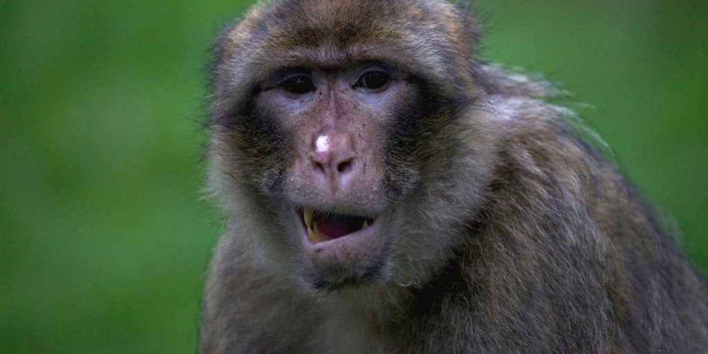 Scavi rivelano scimmie accompagnate da cuccioli di cani e gatti