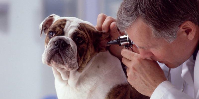 Cure veterinarie gratuite per gli animali delle persone in difficoltà