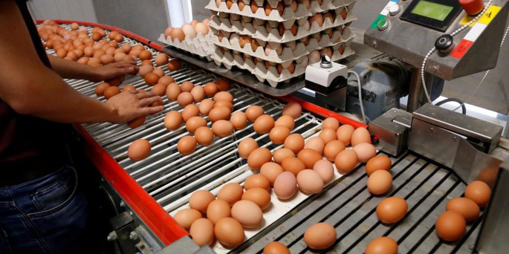 Украина стала крупнейшим поставщиком яиц в Великобританию, но там уже протестуют