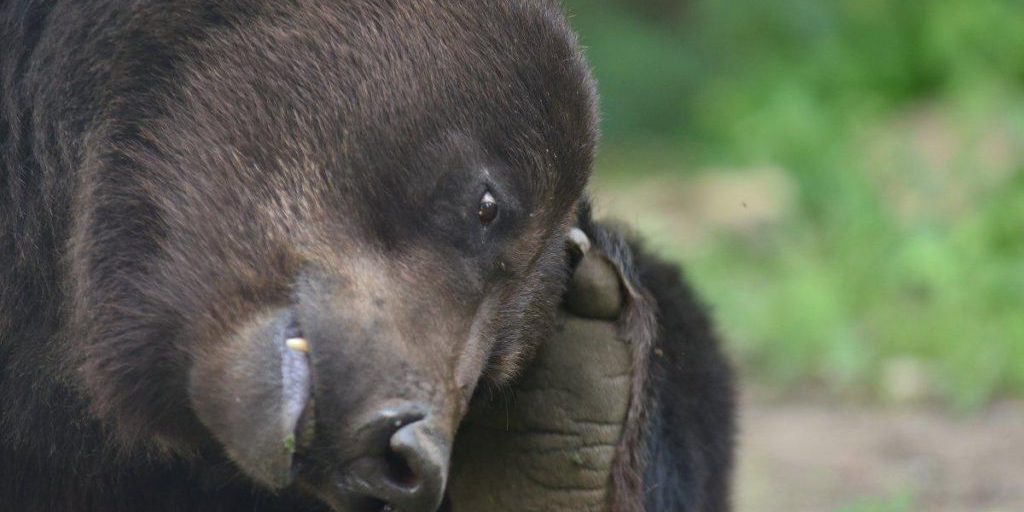 Come gli animali hibernanti fanno i bisogni prima di entrare in stato di hibernazione