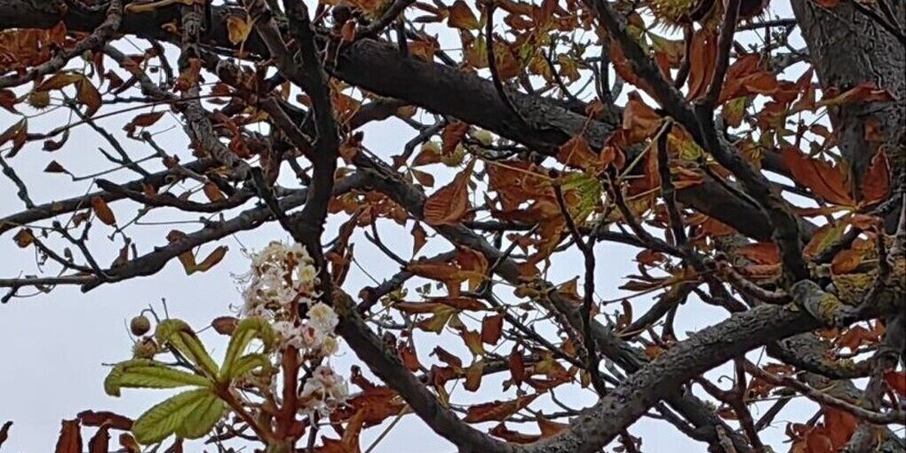 Россельхозцентр объяснил причины цветения каштанов в ДНР
