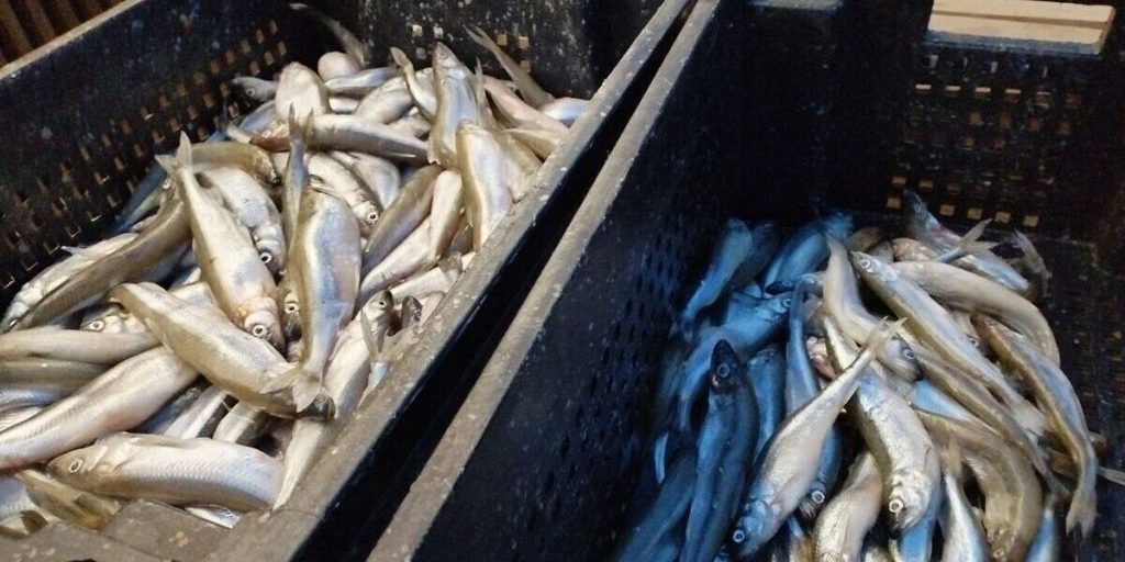 В Калининграде задержали 22 тонны рыбы с Фарерских островов