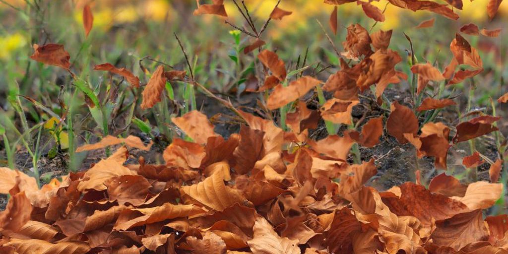 Previsioni Meteo Ucraina 23 Ottobre: Vento e Piogge in Arrivo