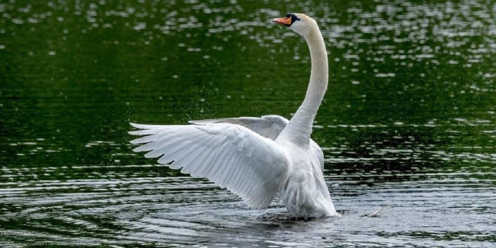 La Monogamia nel Mondo Animale: Nuove Prospettive sulla Fedeltà dei Lebedi e le Implicazioni Evolutive