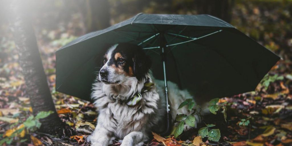 10 октября украинцев ждет еще одна порция дождей