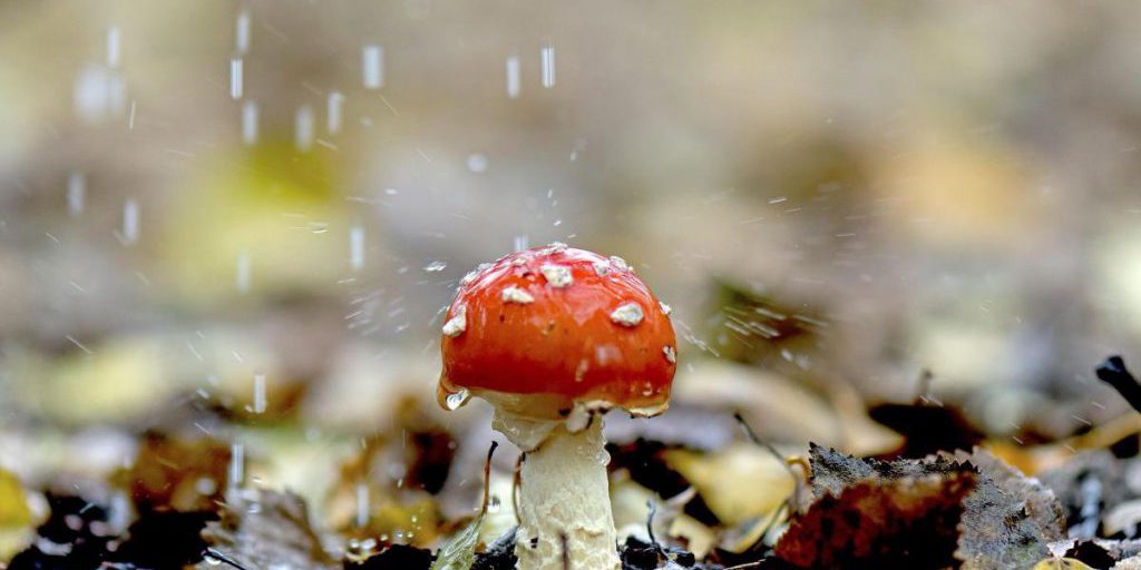 Previsioni Meteo Ucraina: Piogge Intense e Possibili Allagamenti nel Paese