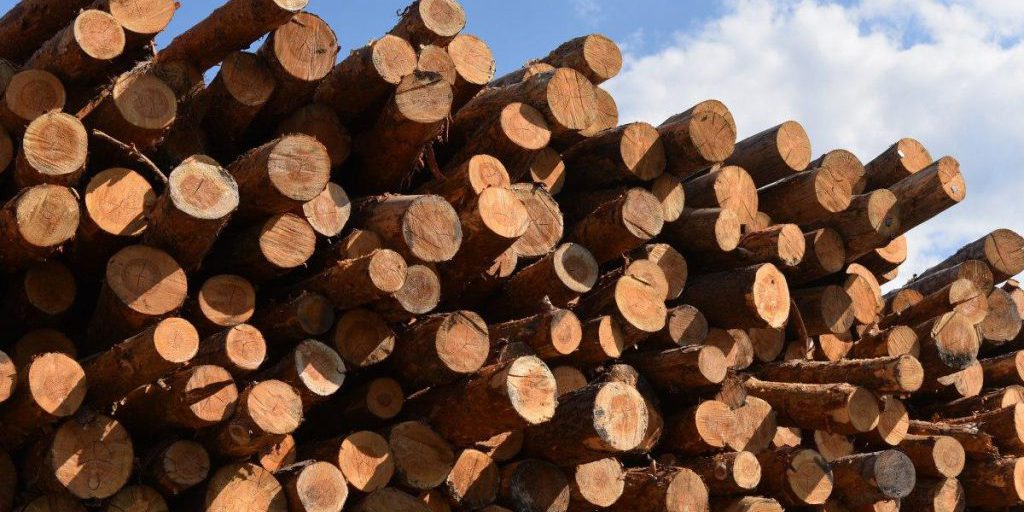 Lughi d'Ucraina: 29,9 miliardi di hryvnia di entrate da legname interamente versate al bilancio nazionale