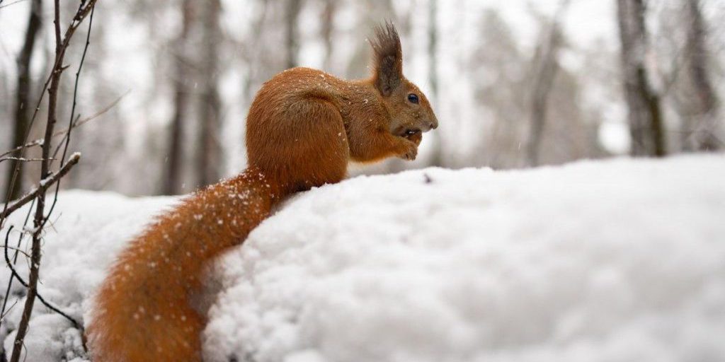 Venerdì a Kiev: prevista una leggera nevicata e formazione di ghiaccio sulle strade