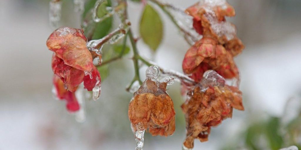 Gelate Estreme in Ucraina: Previsioni Meteo e Possibili Impatti sulla Vita Quotidiana e sull'Agricoltura