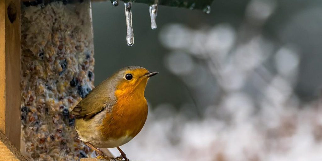 28 gennaio: neve leggera e pioggia in tutta l'Ucraina