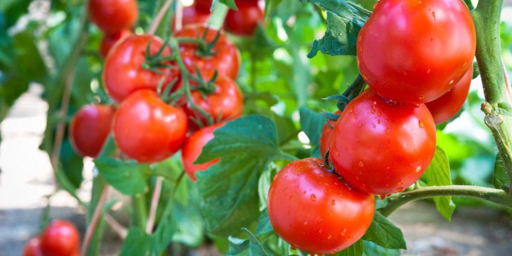 Цены на помидоры резко взлетели вверх: сколько уже стоит килограмм