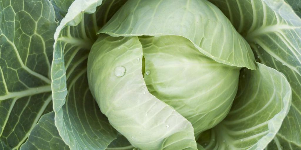 Цены на капусту в Украине обвалились: сколько стоит килограмм