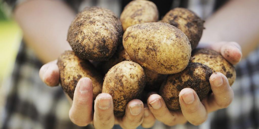 Ucraina aumenta le importazioni di patate di oltre cinque volte: dove arrivano i prodotti