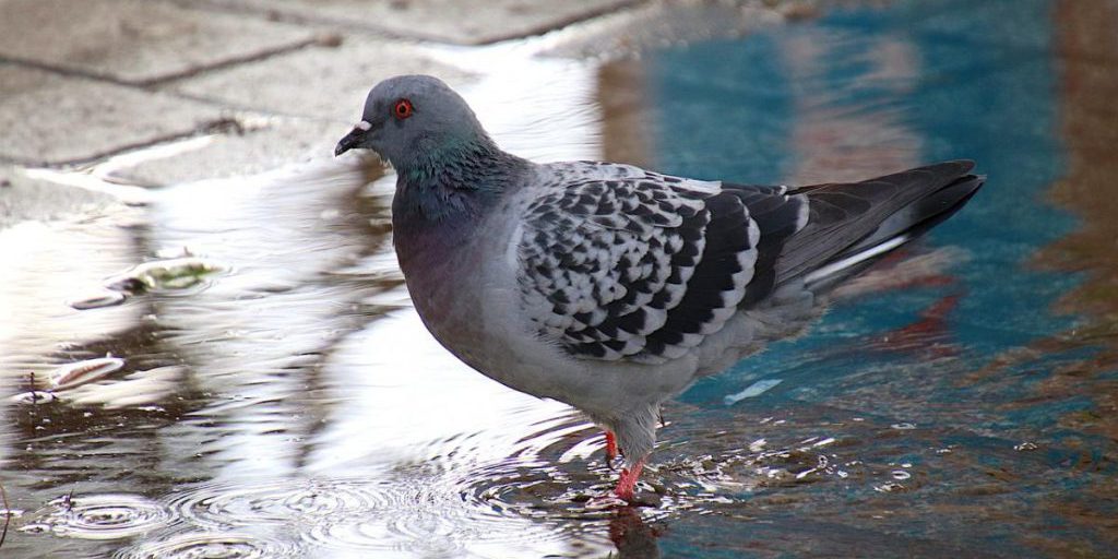 Piccioni orientati dal campo magnetico terrestre: studio tedesco scopre cristalli di magnetite nel becco