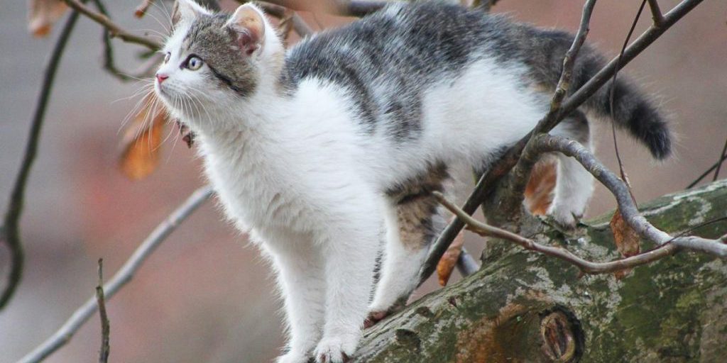 Previsione del primo giorno d’inverno in Ucraina: freddo e piogge nelle prossime regioni