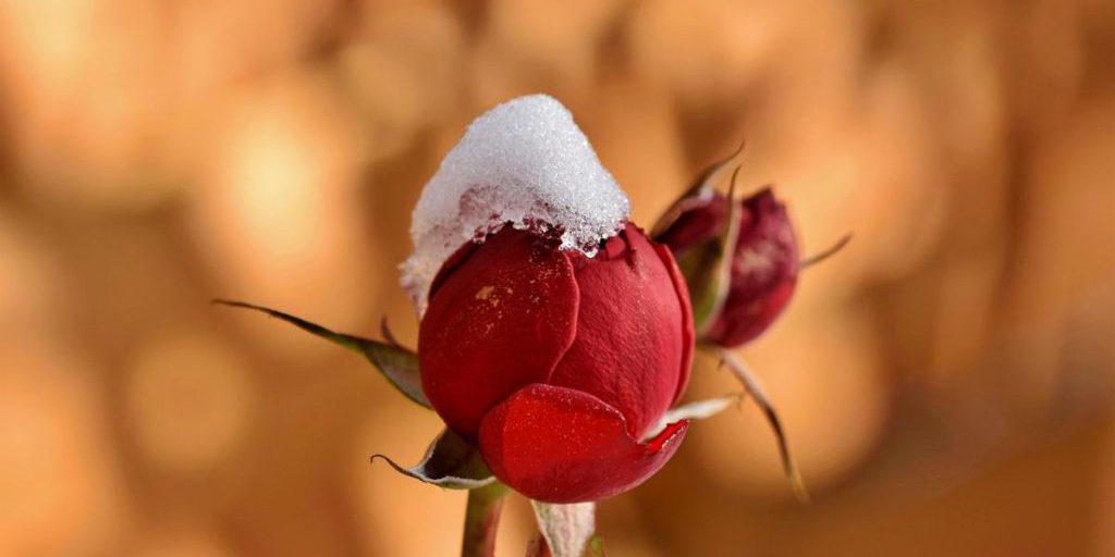 Gelate nella regione di Charkiv: allerta per due giorni, possibili conseguenze sull'agricoltura e l'economia locale