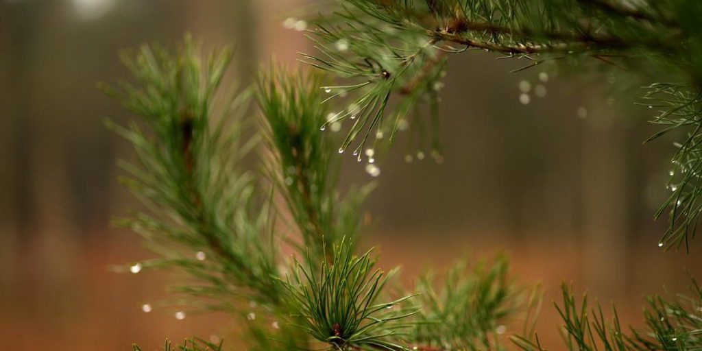 В Киев идут дожди и похолодание