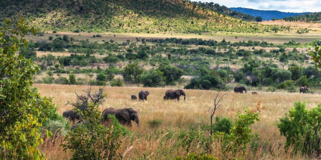 Scoperta Rivoluzionaria: il Pulsare del Mantello Terrestre Sotto l'Africa Potrebbe Creare un Nuovo Oceano