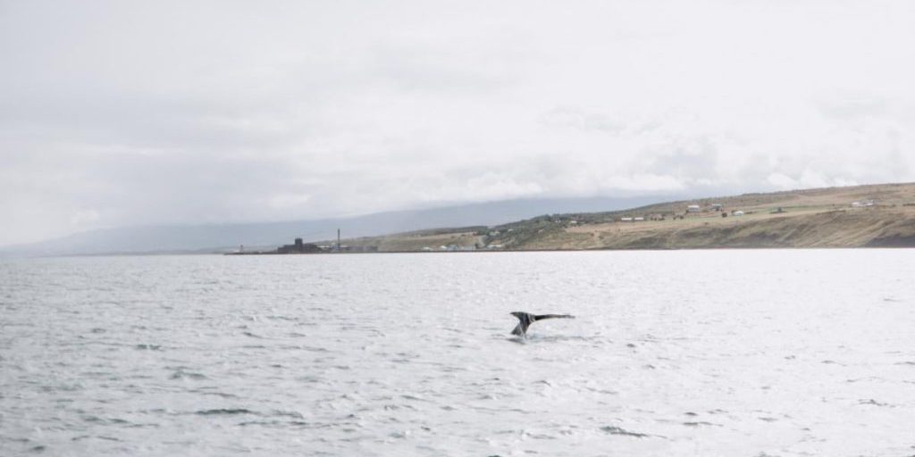 I Cetacei della Groenlandia: un Segreto di Longevità che Potrebbe Rivoluzionare la Medicina Umana