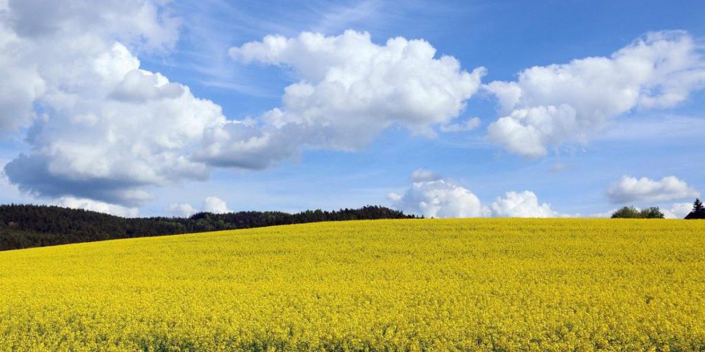 Украинские аграрии победили погоду: НБУ улучшил прогноз урожая на 2025 год