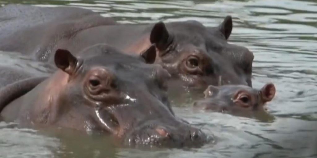 Весит 3 тонны и разгоняется до 29 км/ч: что известно об одном из опаснейших животных в мире