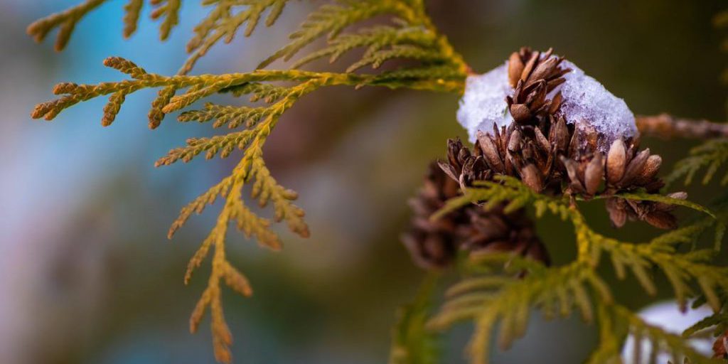 Previsioni del 29 gennaio: riscaldamento in Ucraina con nevicata bagnata e pioggia in molte regioni