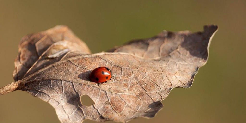 Previsioni Meteo Ucraina: Quando Tornerà il Caldo Quest'Anno