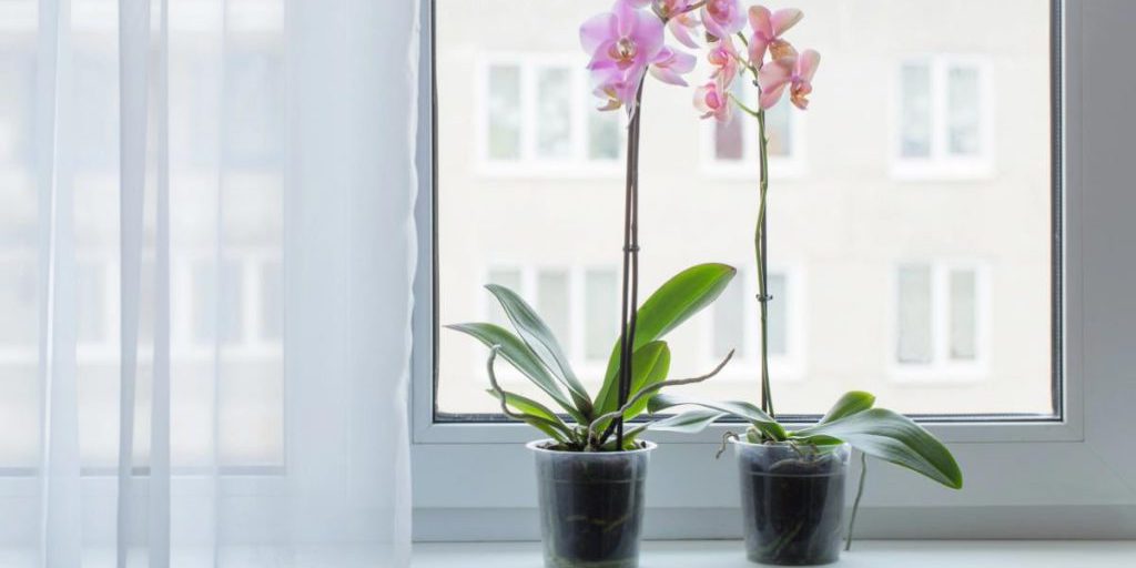 Come far fiorire le orchidee in autunno e inverno: consigli e accorgimenti per un giardino sempre in fiore