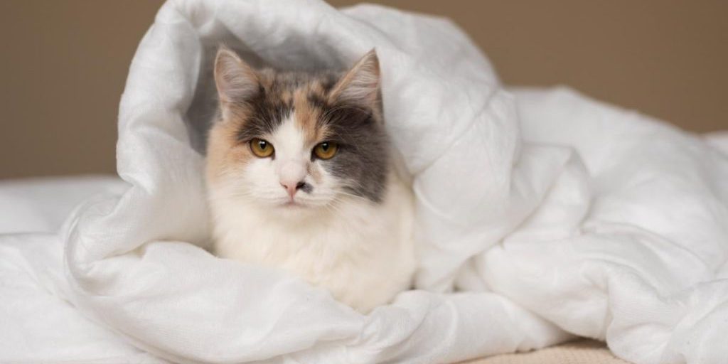 I Gatti e il Comportamento di Nascondersi sotto le Coperte: 7 Motivi e Conseguenze per la Salute e il Benessere dei Vostri Animali Domestici
