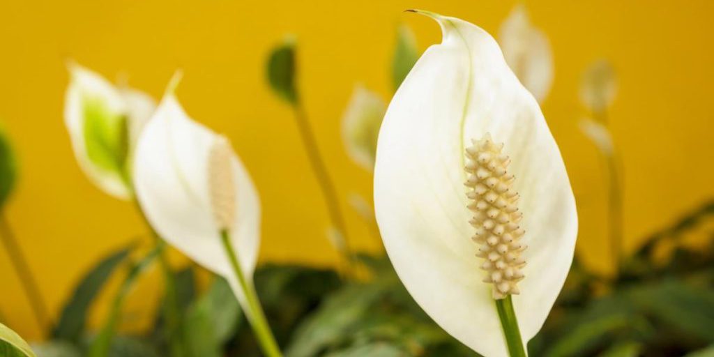 Что делать, если листья лилии мира пожелтели: эксперт объяснил, что вы делаете не так