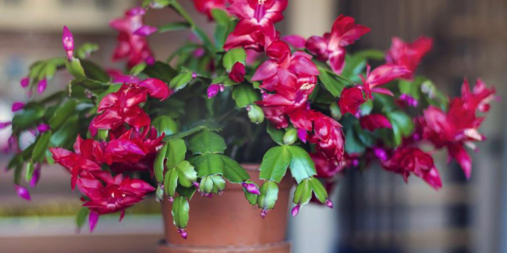 Come far fiorire di nuovo il cactus di Natale: consigli pratici per la cura