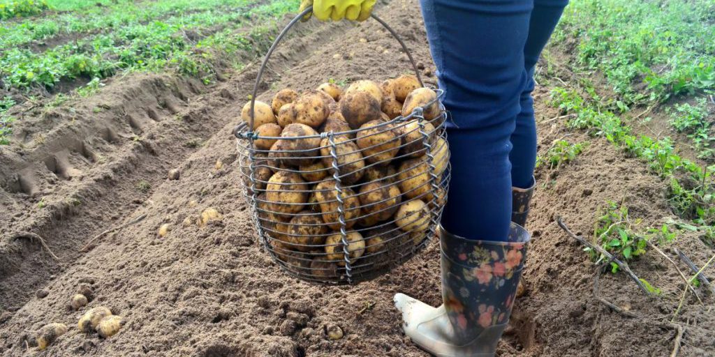 In Ucraina la produzione di patate non può essere valutata a causa di semi non certificati e contaminati da virus