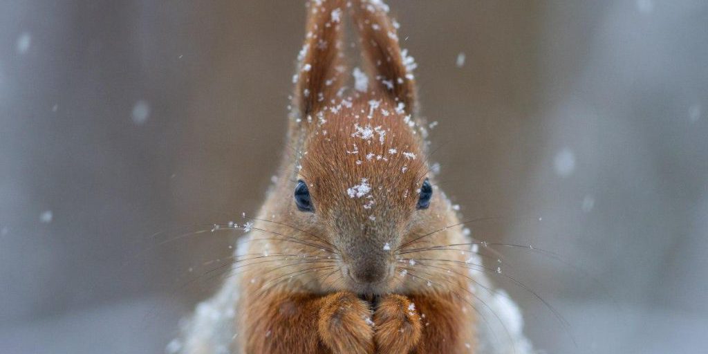 Previsioni meteo di dicembre in Ucraina: gelate e neve in alcune zone