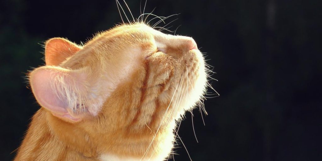 Previsioni meteo per il 17 dicembre: temperatura massima +10 °C e assenza di piogge in Ucraina