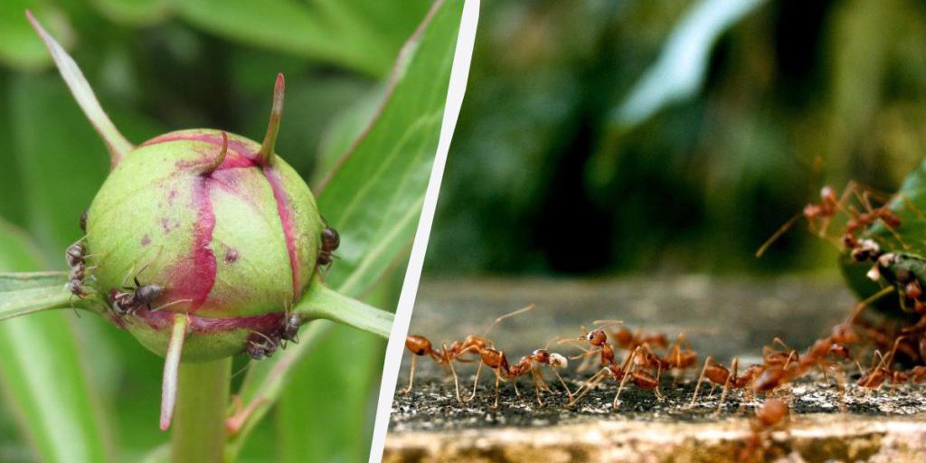 Formiche in Giardino: Quali Piante Evitare per Prevenire Infestazioni