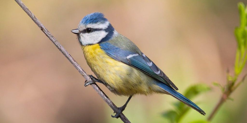 Gli Uccelli e l'Invecchiamento: Perché le Piume non Diventano Grigie con l'Età