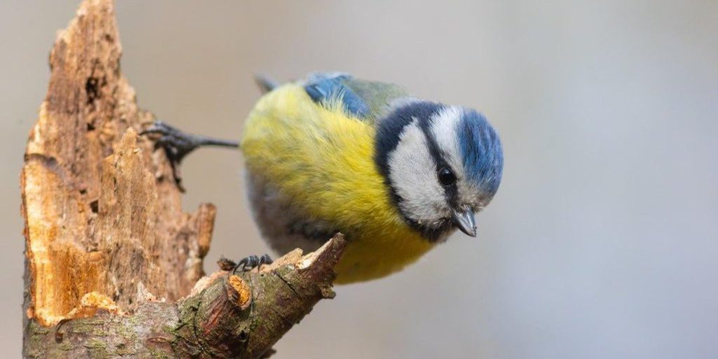 Previsioni meteo Ucraina: temperatura più alta prevista il 18 dicembre