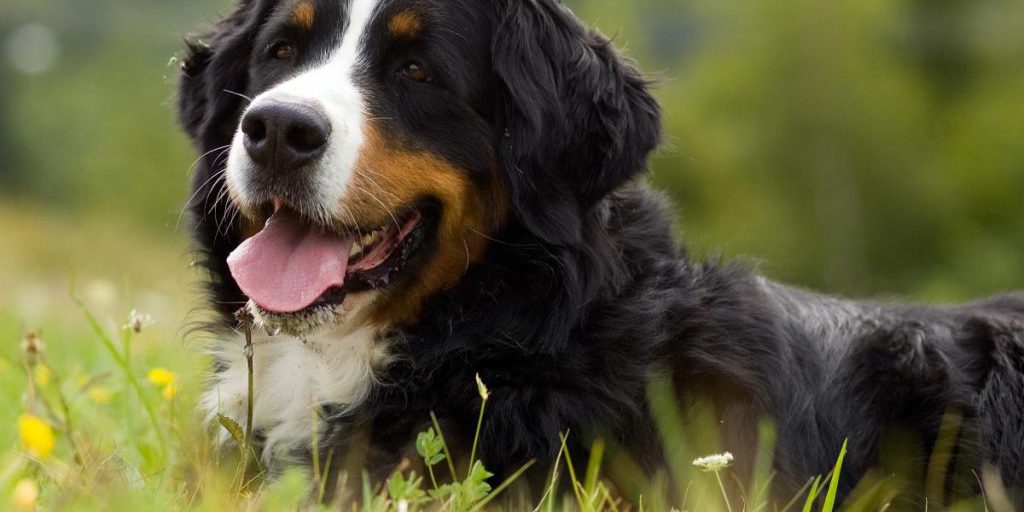 I Cani e i Maccheroni: Una Guida Sicura per i Proprietari di Cani