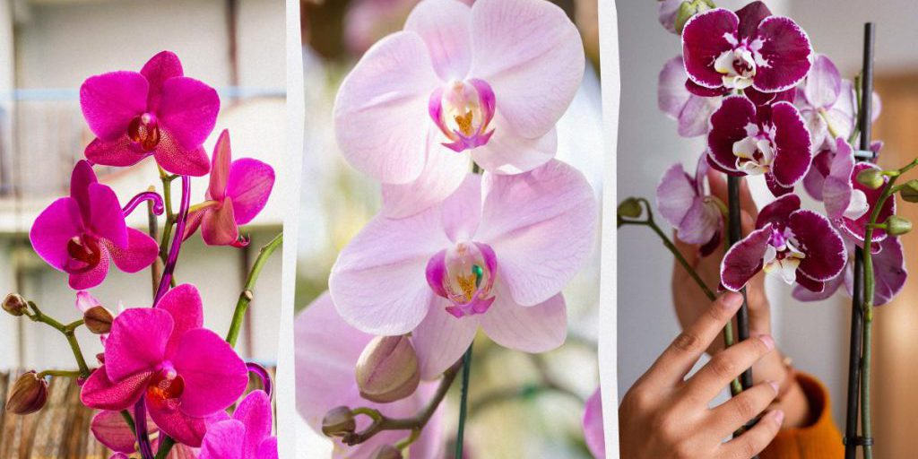 Орхидея не сбросит бутоны осенью, если раз в месяц подкармливать её этим средством