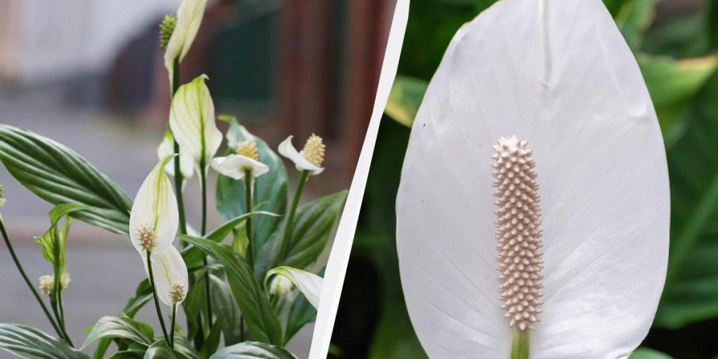 Come Mantenere il Tuo Spatifillium Fresco e Sano: Segreti e Consigli Pratici