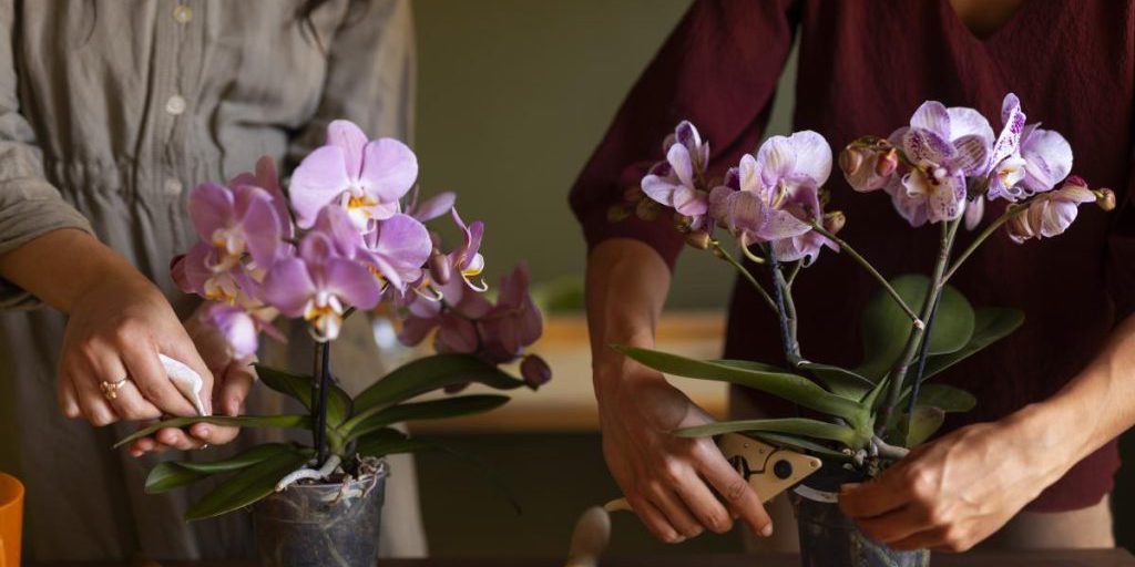 Орхидея может сгнить: как распознать и вылечить чёрную гниль