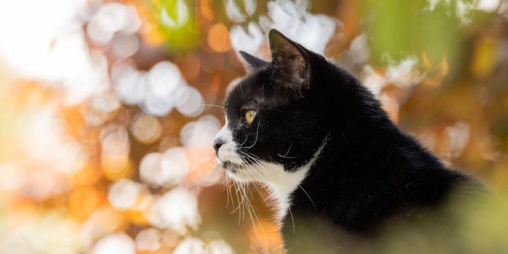 17 октября в Украине будет последний сухой и теплый день перед похолоданием